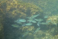 Angeln auf Wolf mit Kderfisch