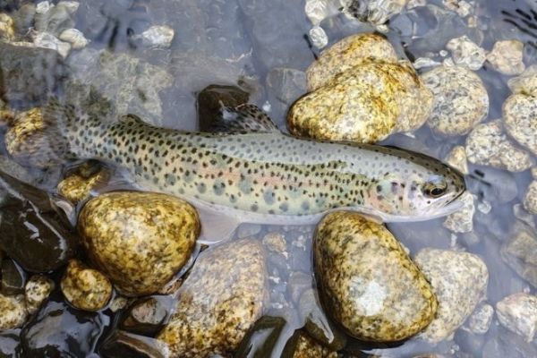 Ausrstung und Technik zum Fliegenfischen auf Forellen in Bolivien