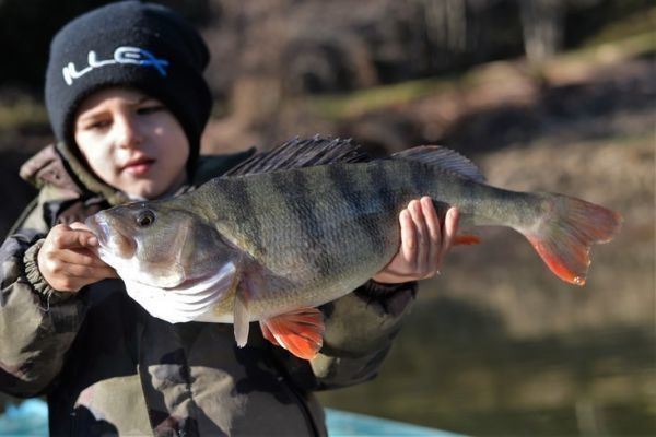 Nach großen Barschen suchen