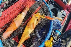 Tintenfischfang