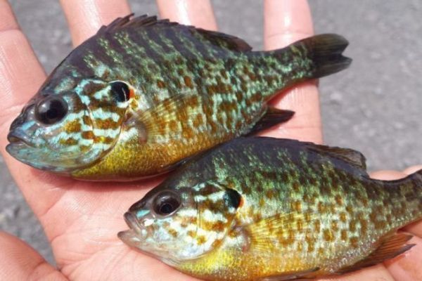 Mehrere invasive Arten