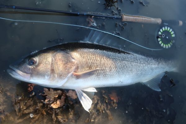Fliegenfischen auf große Barsche: Fehler, die Sie nicht machen sollten