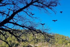 Die Auswirkungen der großen Kormorane