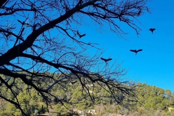 Die Auswirkungen der groen Kormorane