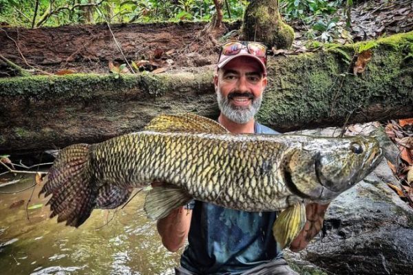 Im Amazonasgebiet auf Aimara-Fangreise gehen: Verhalten und Technik