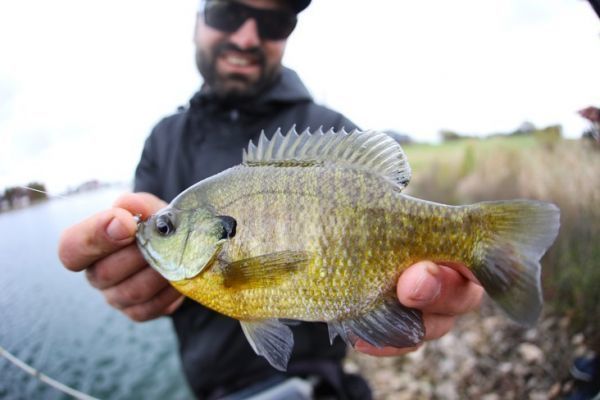 Streetfishing-Weltmeisterschaft in den USA, neue Arten