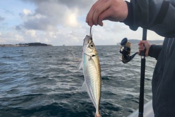 Lebendfischen im Mittelmeer