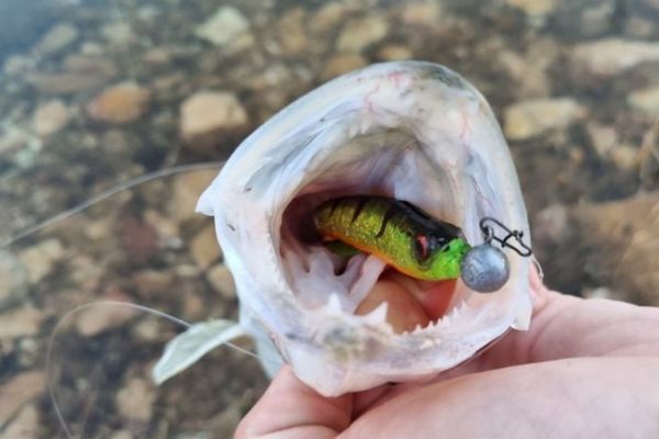 Angeln auf Raubfische im Winter