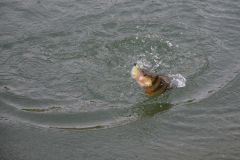 Barschangeln im Winter