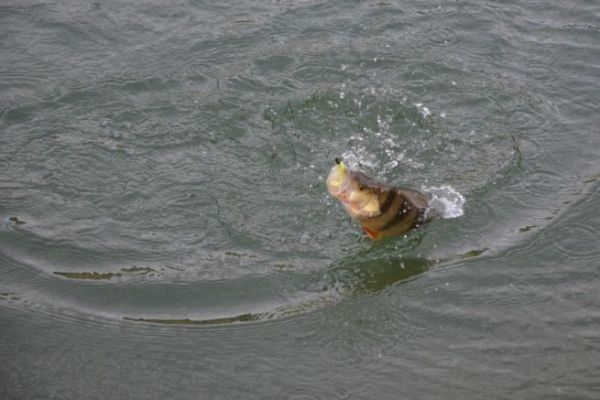 Barschangeln im Winter