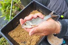 Feederfischen im Winter