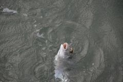 Doraden mit dem Stein angeln