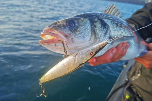 Das Angeln mit Oberflächenködern ist eine der aufregendsten Techniken.