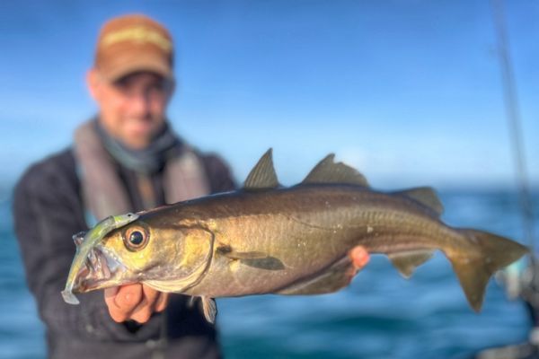 Der Black Minnow von Fiiish 120mm wird wieder Wunder bewirkt haben.