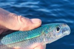 Allache oder Sardinelle