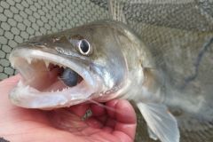 Angeln auf Zander im Winter