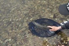 Verschiedene Techniken zum Angeln von Forellen