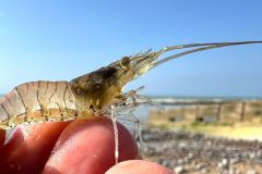 Die Gr��e des Strau�es wird auf 5 cm erh�ht