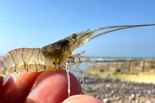 Die Gr��e des Strau�es wird auf 5 cm erh�ht
