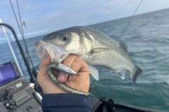 Fischen Sie nach einzelnen Sandflecken zwischen den Algen.