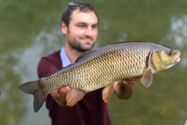 Angeln in der Loz�re: Streetfishing auf dem Lot in Chanac und Mende