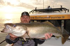 Gelbflossene K�hler sind Teil des meldepflichtigen Fangs