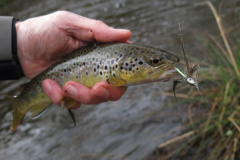 Es ist gut, einige Imitationen von kleinen Groppen in seinen K�sten zu haben.