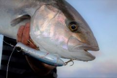 Mit dem Popper auf Bernsteinmakrele angeln