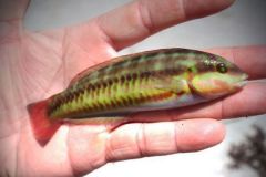 Girelle mit zwei Streifen.