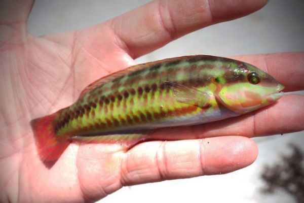 Rockfishing in den Keys, eine Vielzahl von Arten, die es zu entdecken gilt!