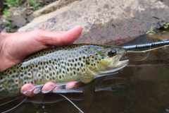 Klare Ertr�gnisse sind unverzichtbar, wenn man diese Technik praktiziert