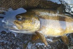 Eine sch�ne Forelle auf einem kleinen K�der