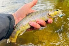 Hier ist einer der vielen Forellen, die bei diesem abendlichen Ausflug gefangen wurden!