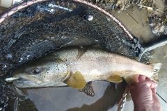 Forelle am Powertail evo