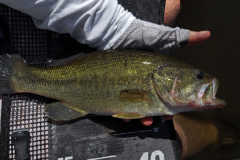 Mit Köder auf Blackbass angeln