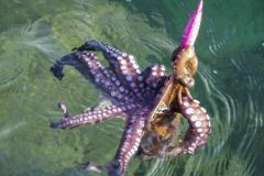 Den Oktopus schützen?