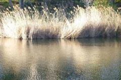 Angeln im Teich