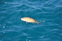 Das Fischen f�r die Suppe