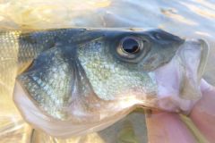 Angeln vom Ufer aus im Sommer