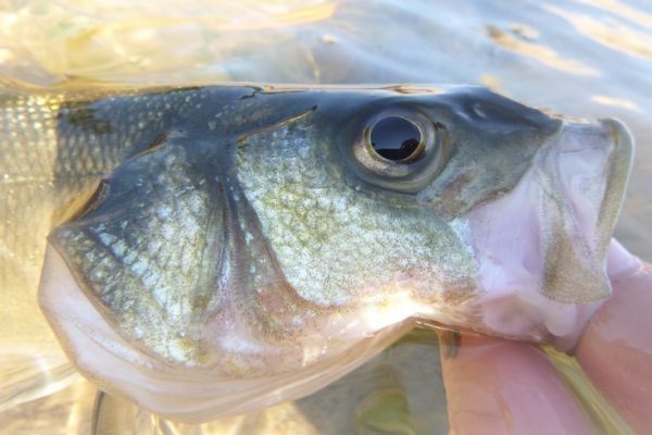 Angeln vom Ufer aus im Sommer