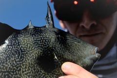 Dr�ckerfisch oder Bei�fisch