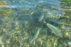 Ein Schwarm verunsicherter Fische?
