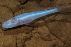 D�monenfisch