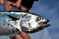 Thunfisch mit Schleppangeln fangen