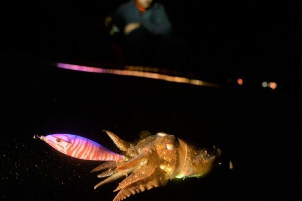Tintenfischfang auf Korsika