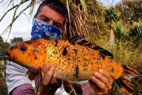 Angeln auf Koi-Karpfen in Neuseeland