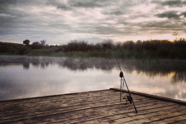 Koi-Karpfen aus Neuseeland