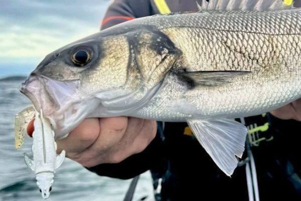 Die Farbe des Softplastics zum Angeln auf Wolfsbarsch whlen