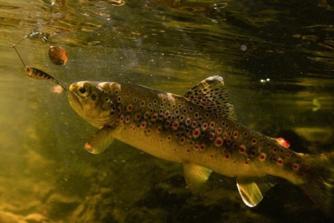 Bachforelle mit Micro Spinnerbaits