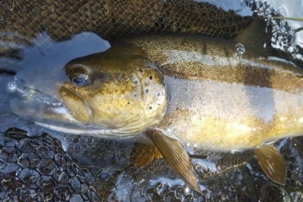 Eine schöne Forelle auf einem kleinen Köder